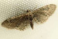 Eupithecia abbreviata