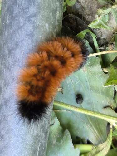 Isabella Tiger Moth