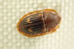Amphotis marginata