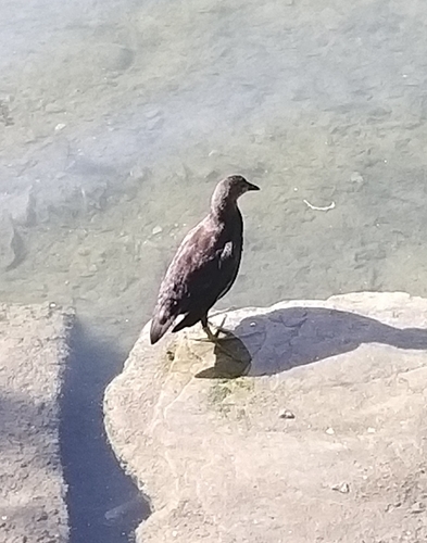 Eurasian Moorhen
