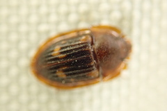 Amphotis marginata
