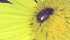 Chasmatopterus