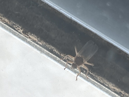Pigeon Louse Fly