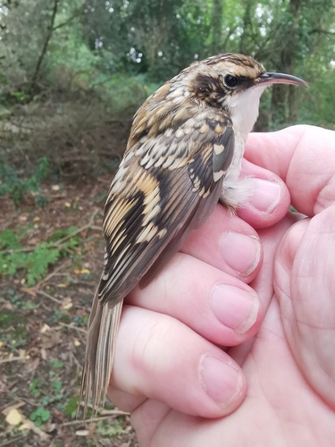 Eurasian Treecreeper