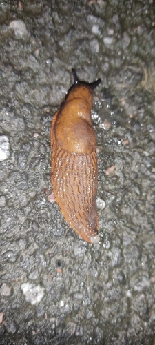 Spanish Slug