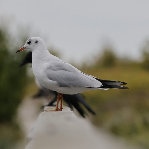 Black-headed Gull