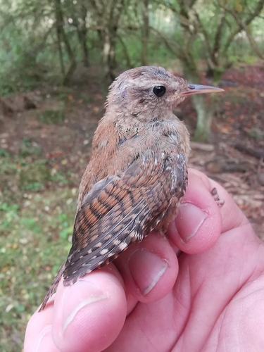 Eurasian Wren