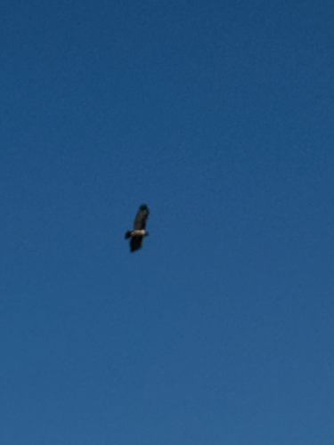 iNaturalist observation photo of Red-tailed Hawk