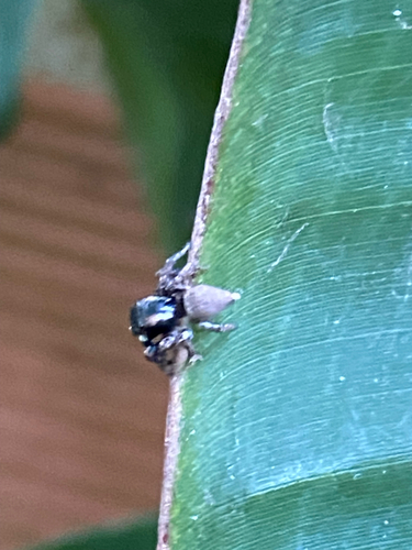 Sumampattus quinqueradiatus