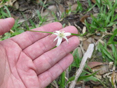 Rhynchospora colorata image