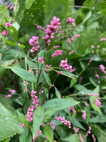 low smartweed