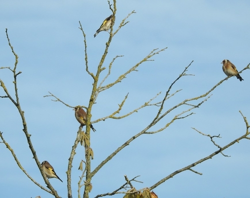 European Goldfinch