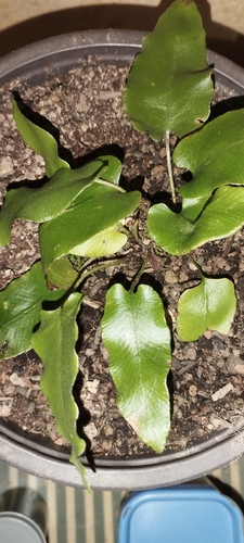 Hart's-tongue fern