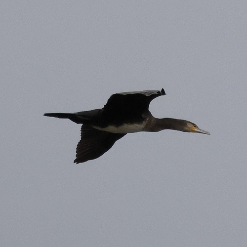 Great Cormorant