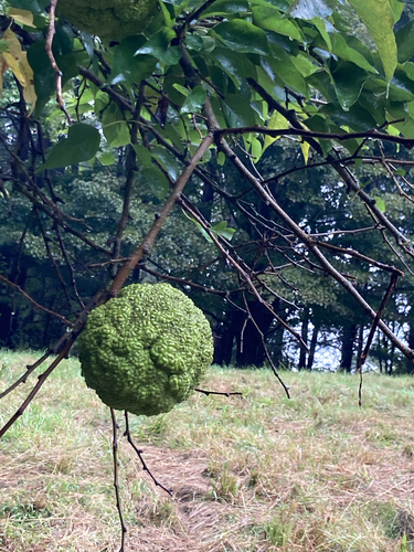 Osage-orange
