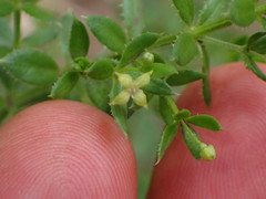Galium californicum