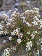 Cochlearia danica