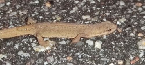 Smooth Newt