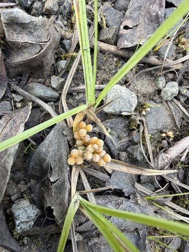 Carex aurea