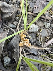 Carex aurea