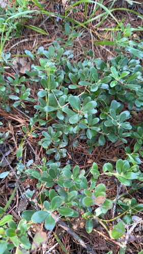 bearberry