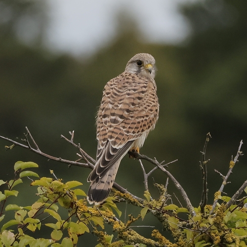 Eurasian Kestrel