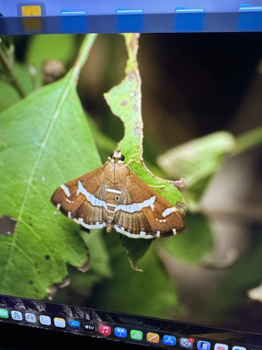 Hawaiian Beet Webworm Moth