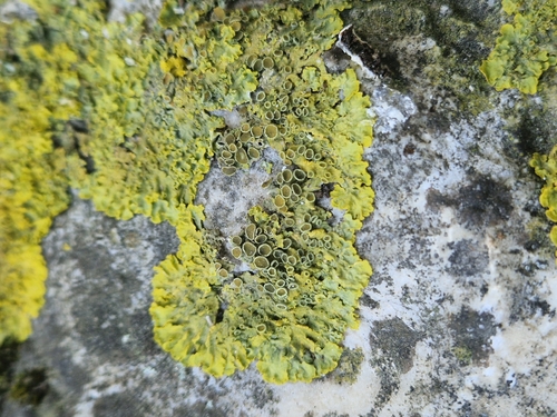 Common Sunburst Lichen