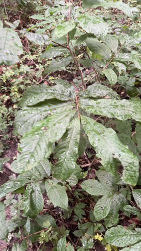 common pawpaw