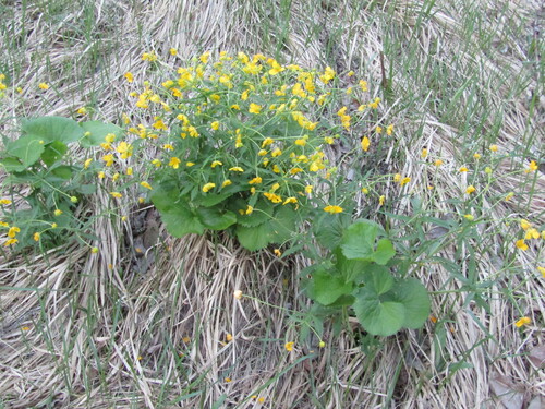 Ranunculus cassubicus
