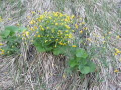 Ranunculus cassubicus