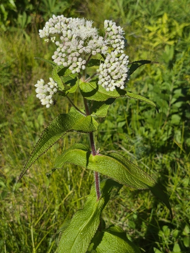 common boneset