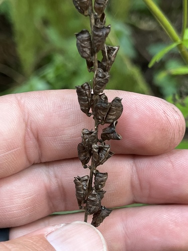 Tall Bugbane