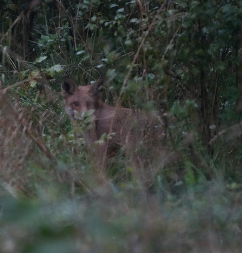 Red Fox