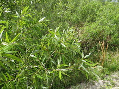 Salix caroliniana image