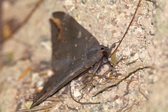 Ischyja ferrifracta