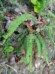 Notholaena trichomanoides