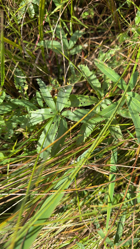 marsh cinquefoil