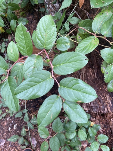 salal