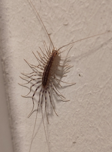 House Centipede