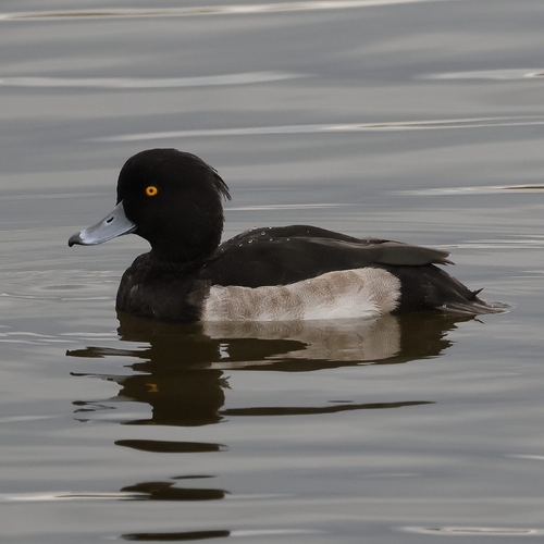 Tufted Duck