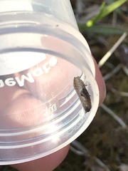 Pseudexentera costomaculana