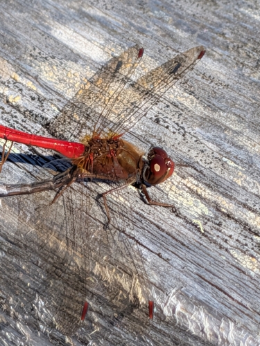 Autumn Meadowhawk