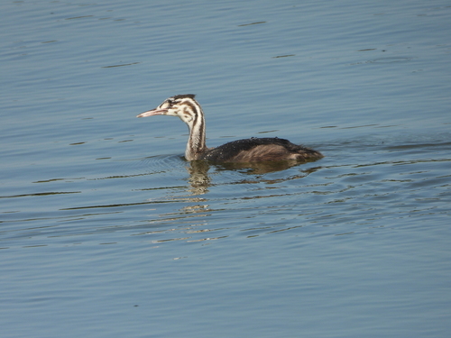 Great Crested Grebe