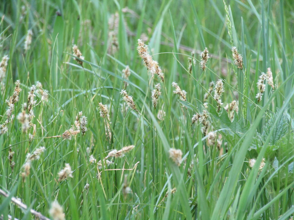 Carex praecox; photograph (c) snaily_naily, some rights reserved (CC BY)