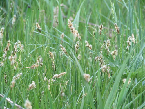Carex praecox