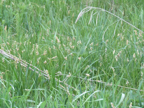 Carex praecox, photograph 1