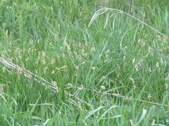 (c) snaily_naily, some rights reserved (CC BY) Carex praecox, photograph (c) snaily_naily, some rights reserved (CC BY)