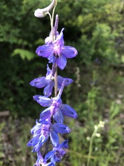 Delphinium carolinianum