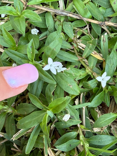 buttonweed
